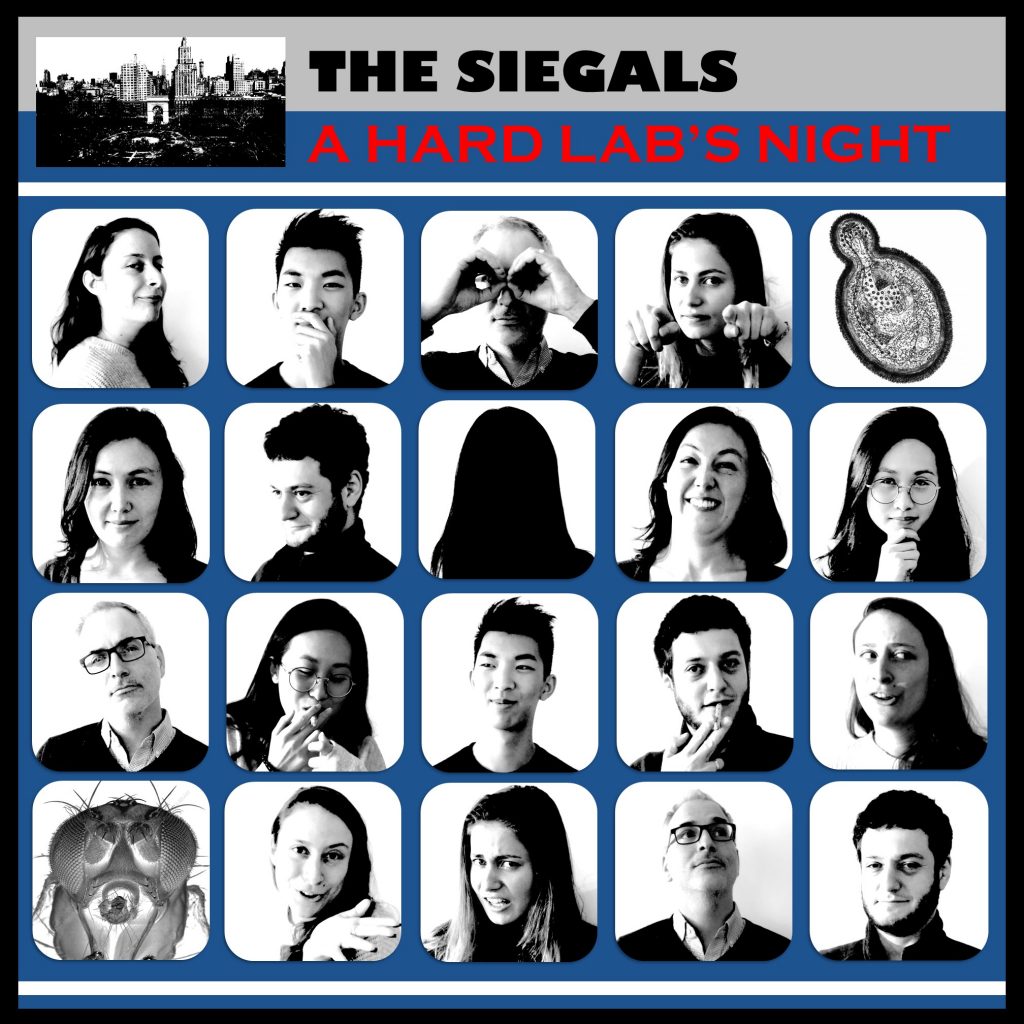 The Siegals